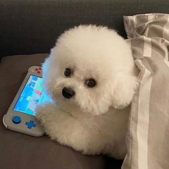爆笑名侦探柯南在哪里看